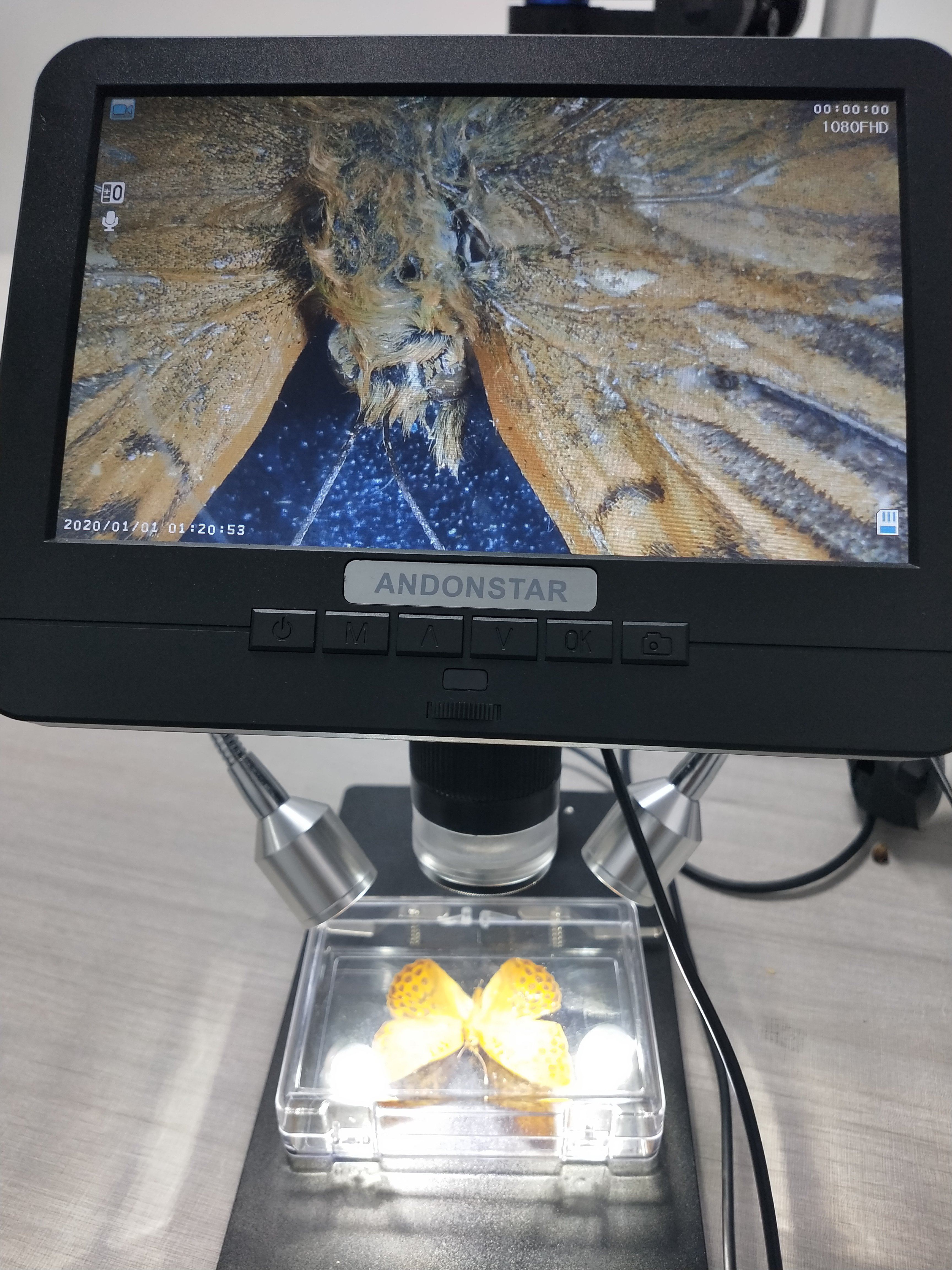 Digital Insect Microscope When I Put the Beautiful Butterfly Specimens Under A Digital Microscop ...