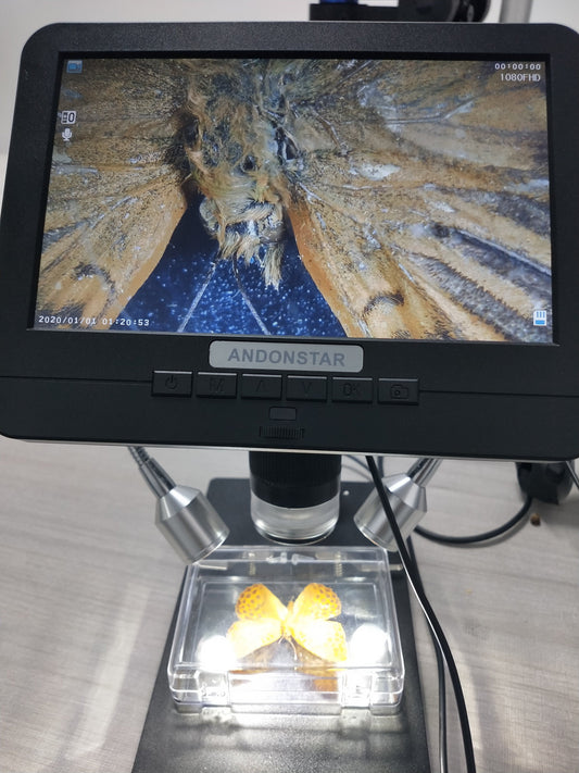 When I Put the Beautiful Butterfly Specimens Under A Digital Microscope.... | Andonstar